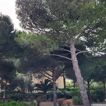 La Cigale De A 100 M De La Et Du Centre Du Grau Du Roi *
