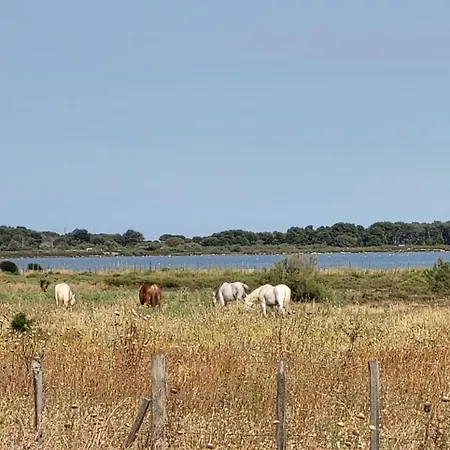 Cigale De 100 M From The And The Town Center Of